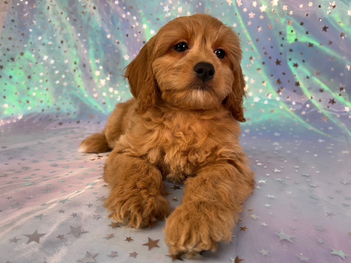 Female F1b Cockapoo Puppy for Sale DOB 11-20-2025 $950